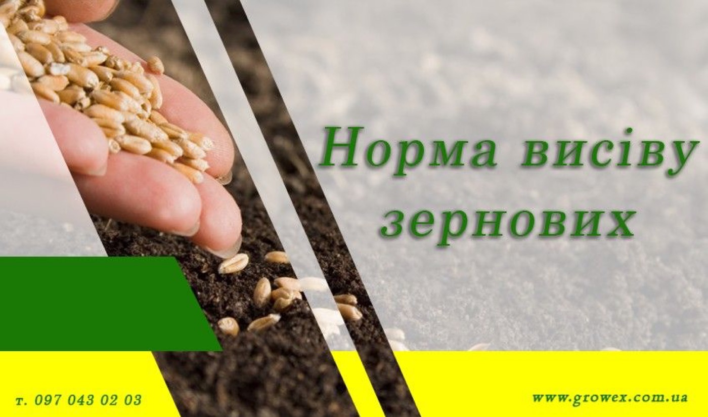 Норма висіву зернових культур