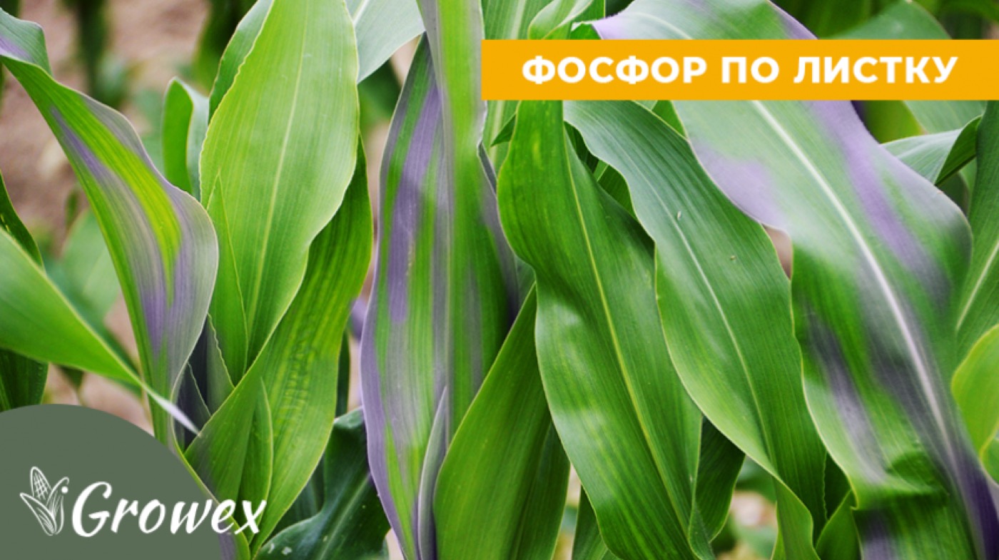 Підживлення фосфором по листу