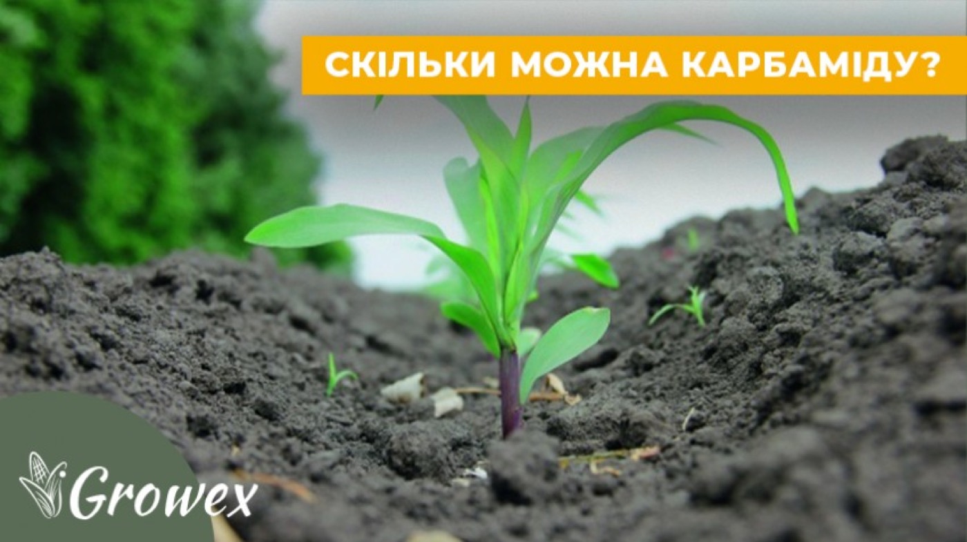 Підживлення по листу - скільки і як часто?