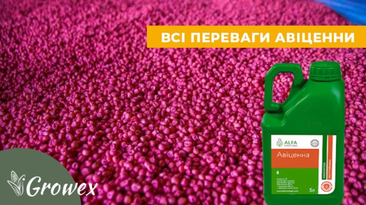 Протруйник Авіценна