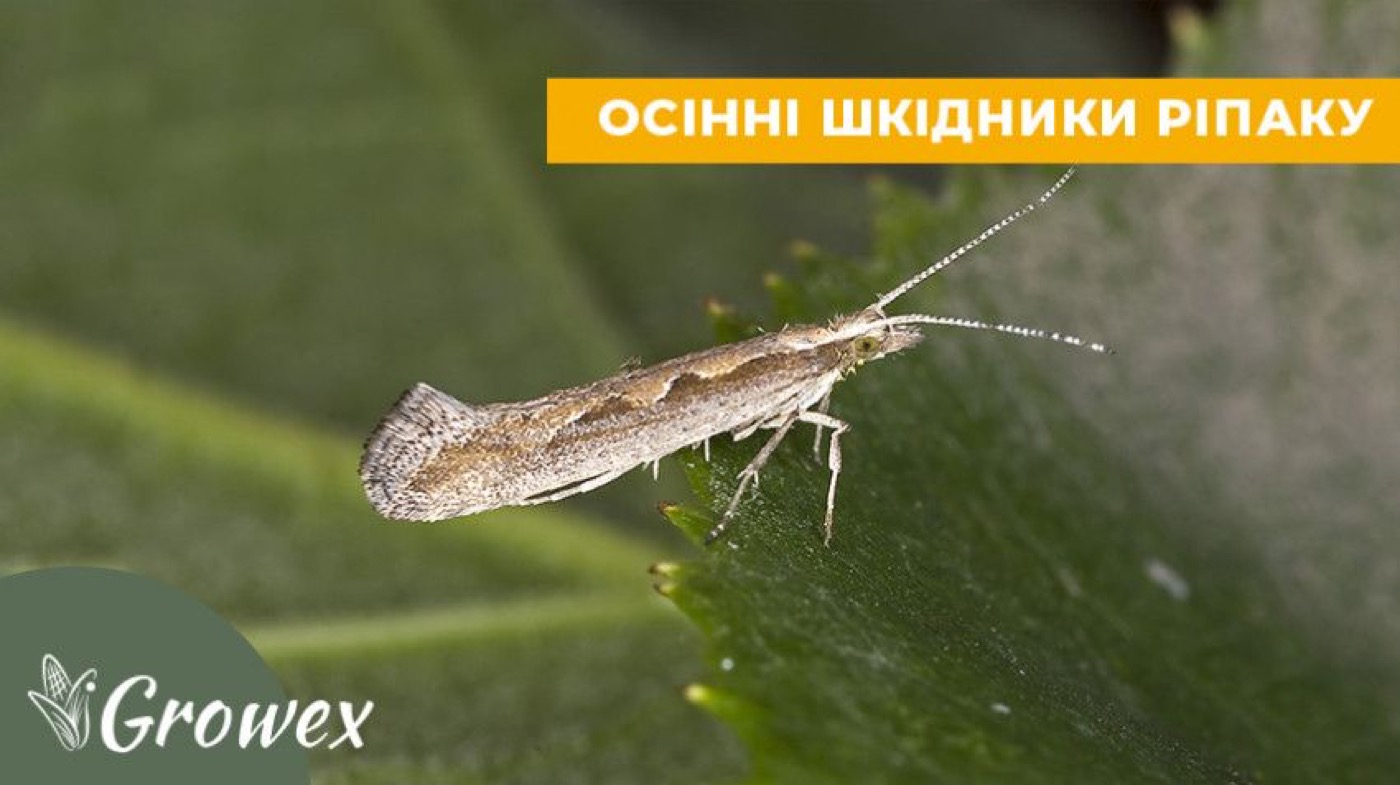 Контроль шкідників ріпаку восени