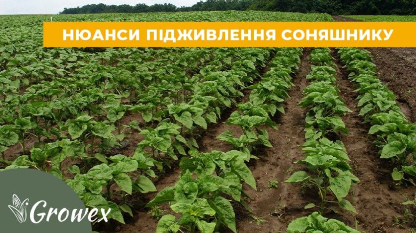 Особливості підживлення соняшника