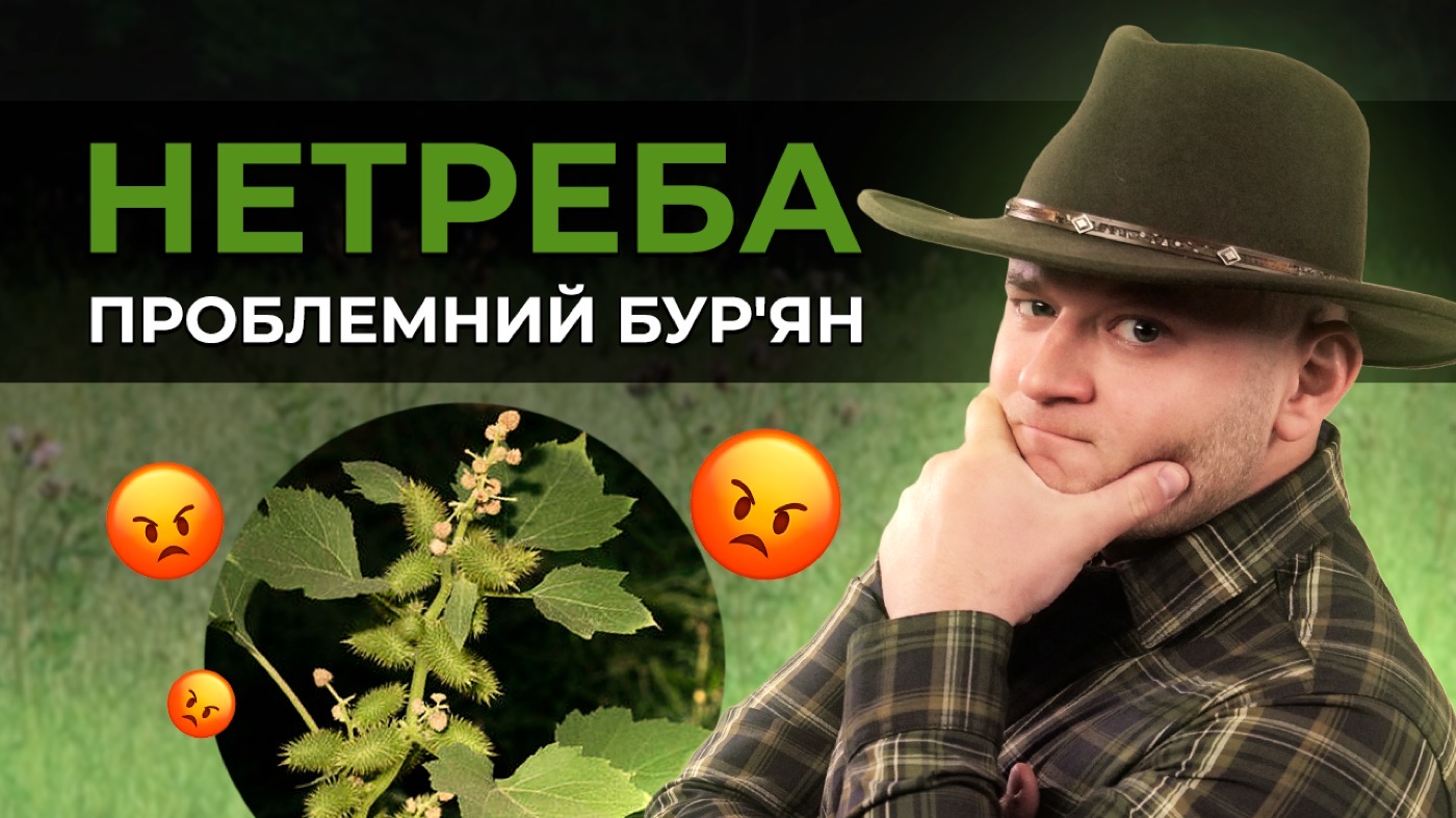 НЕТРЕБА. ЧОМУ ЇЇ ВАЖКО ВИВЕСТИ В СОНЯШНИКУ?