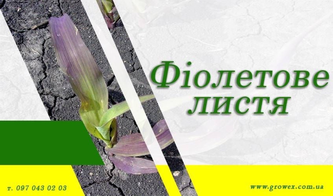 АгроНЯНЯ #5 Чому листя кукурудзи та пшениці фіолетове?