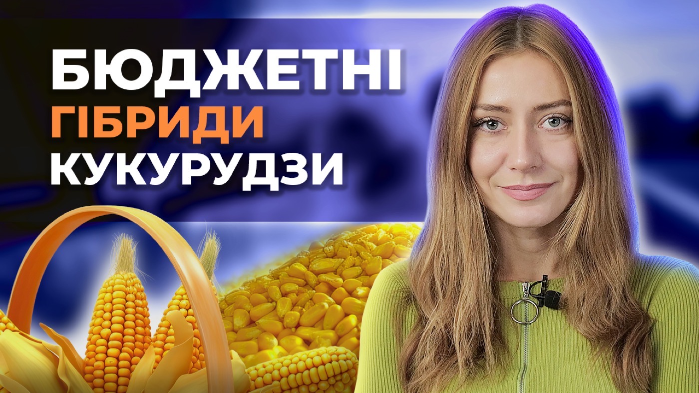 ТОП БЮДЖЕТНИХ ГІБРИДІВ КУКУРУДЗИ ДЛЯ СТЕПУ!