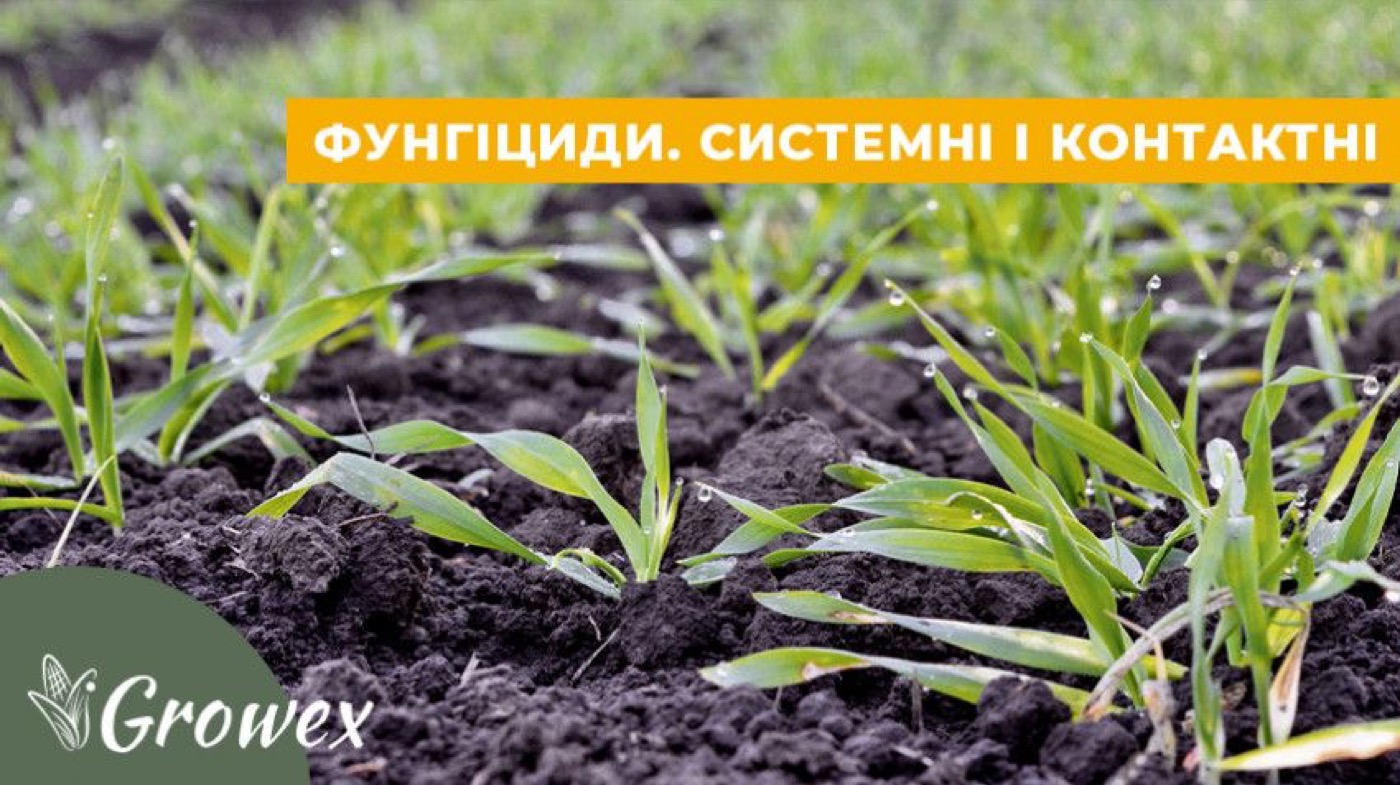 Що таке фунгіциди та на які види вони поділяються?