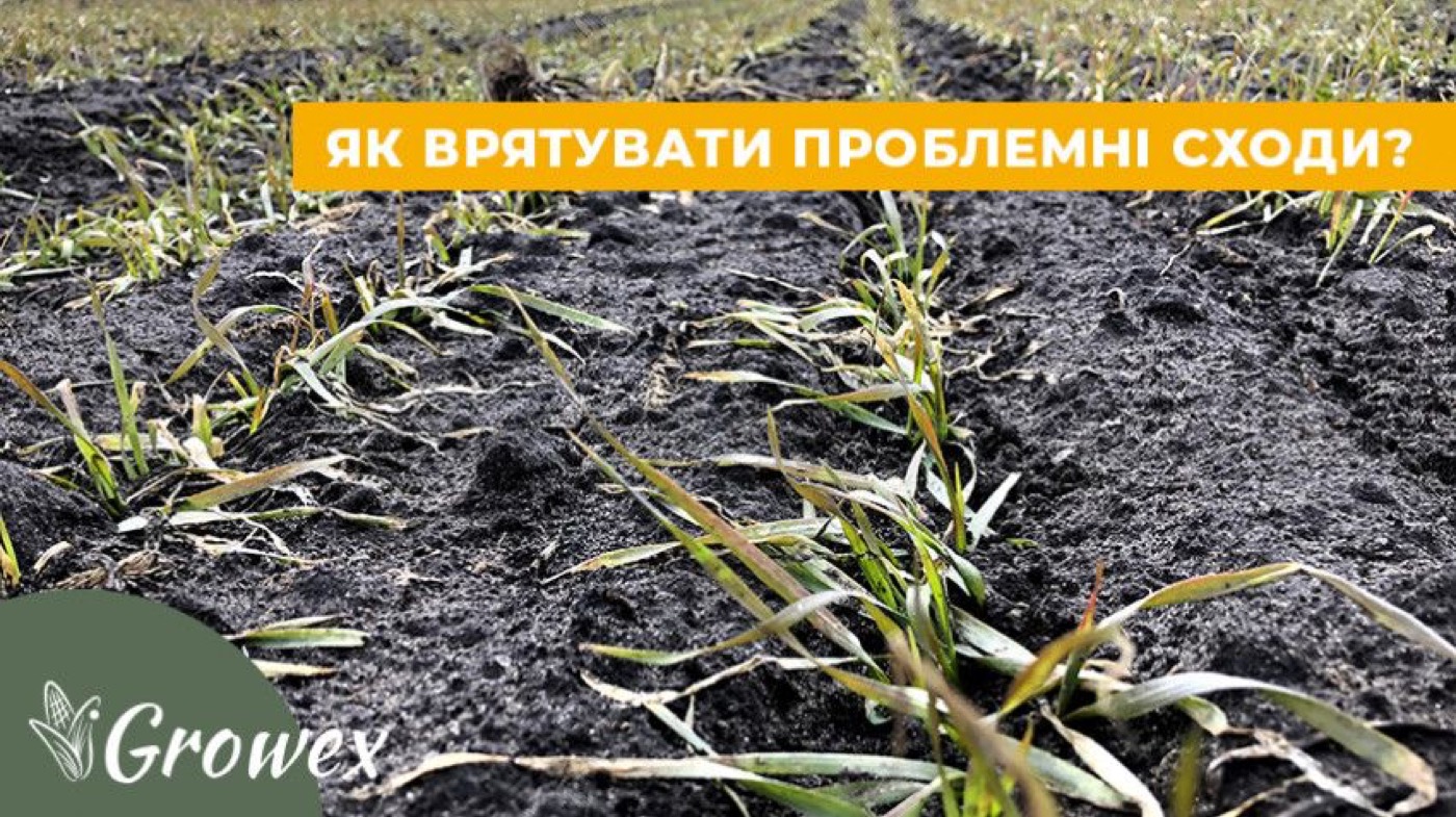 Що робити з проблемними сходами озимих?