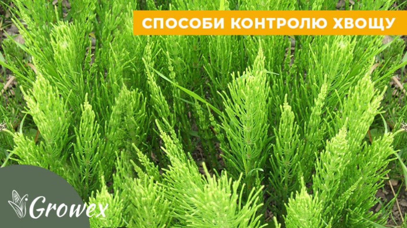 Контроль хвощу польового