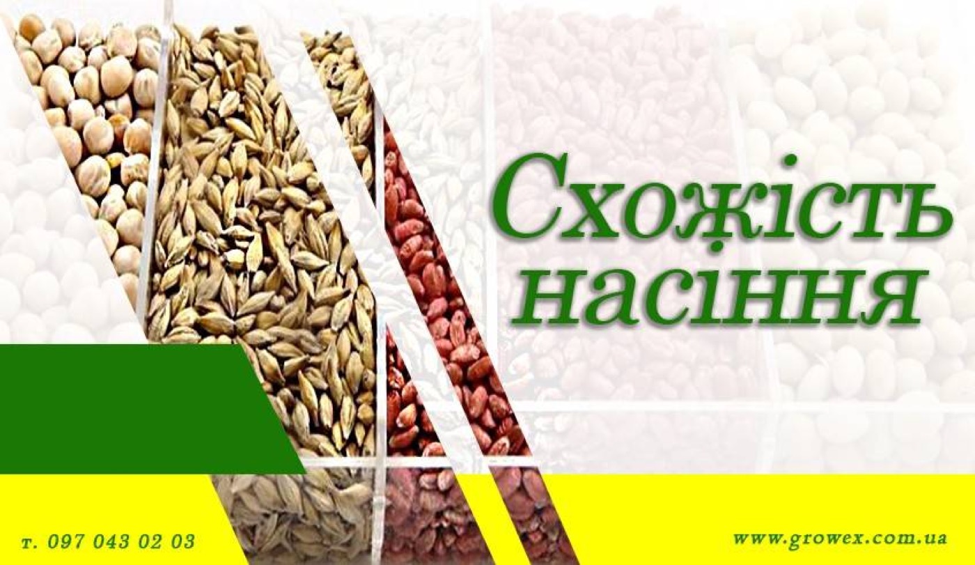 Схожість насіння. Визначення самостійно вдома.