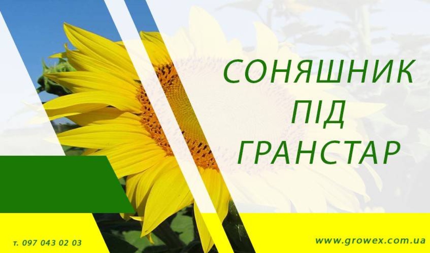 Соняшник під Гранстар