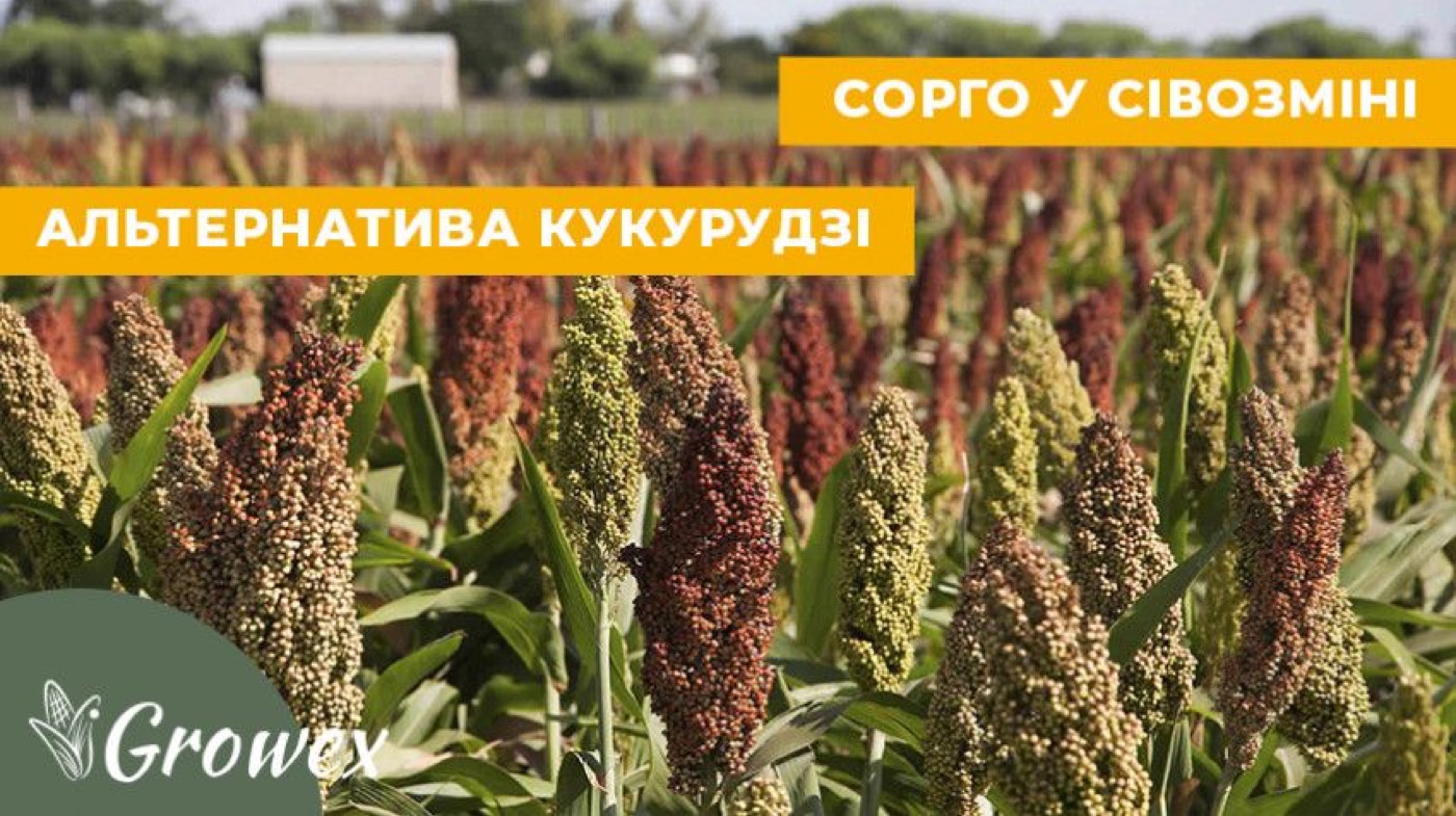 Сорго як альтернатива у сівозміні