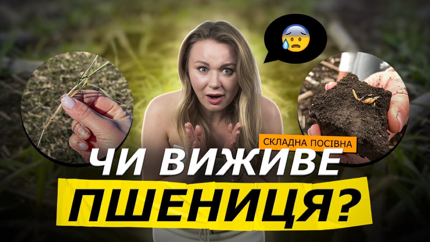 Складна посівна озимих! Треш цього року на пшениці і ріпаку