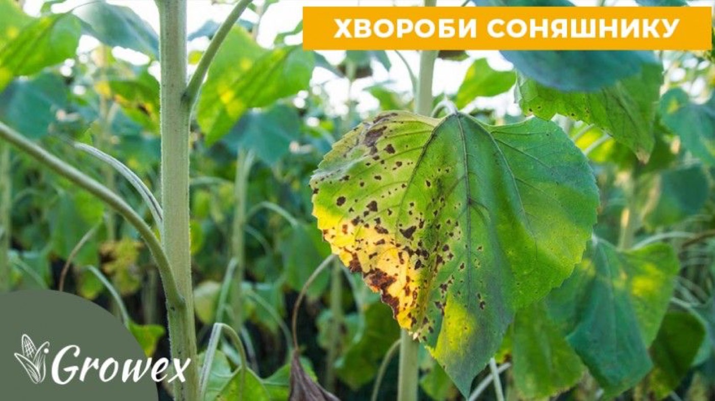 Хвороби соняшнику