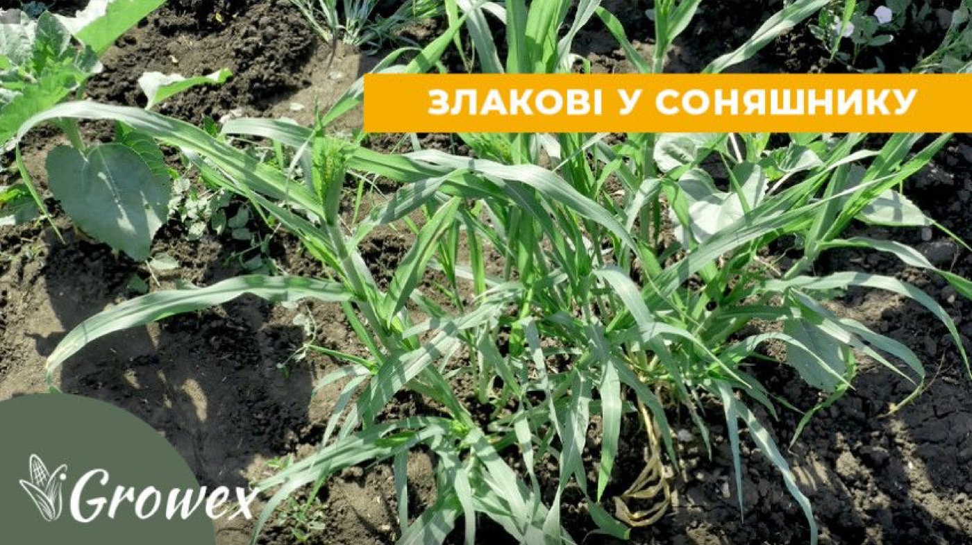 Грамініциди на соняшник