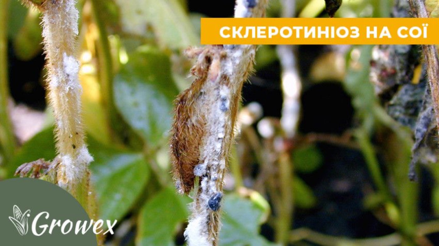Склеротиніоз сої