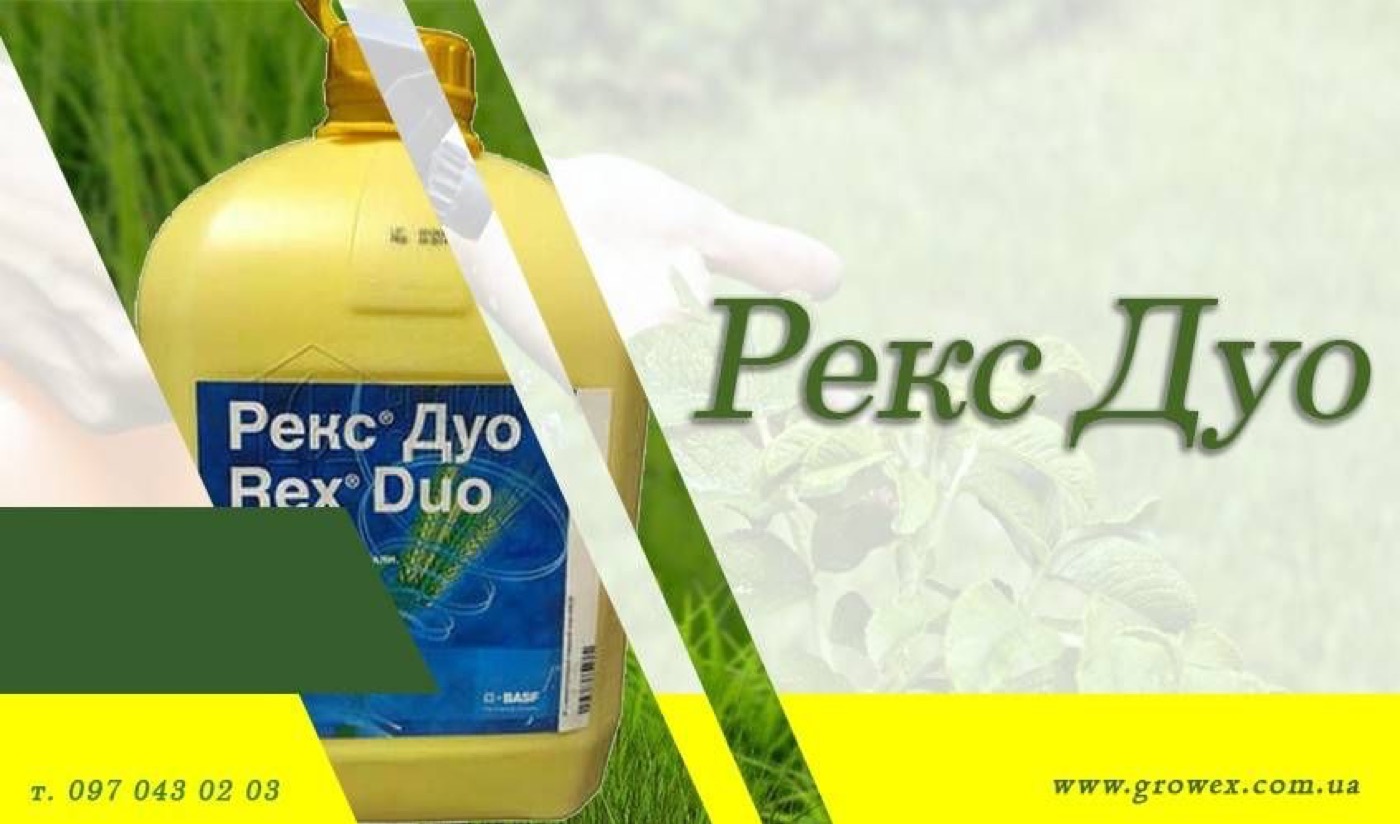Рекс Дуо