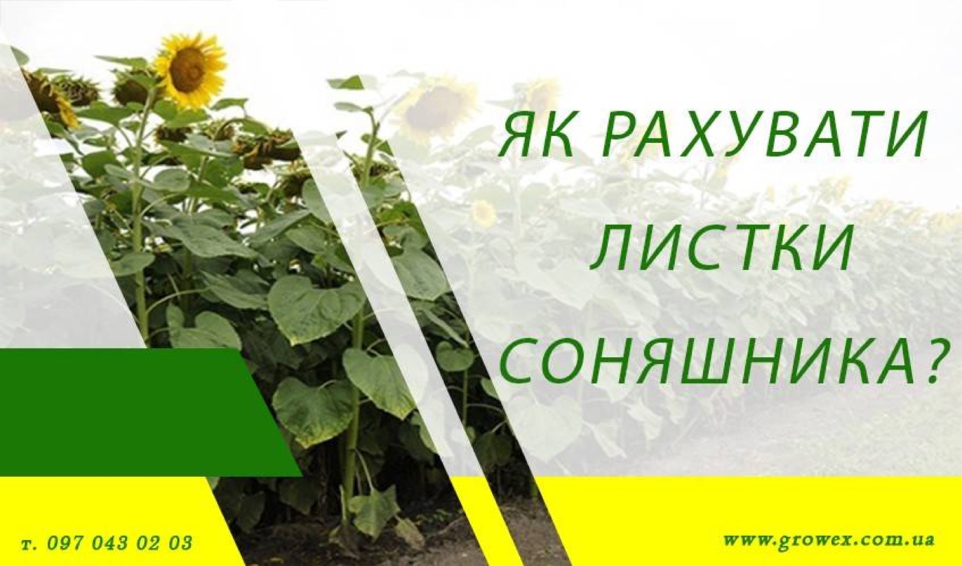 Як рахувати листки соняшника?