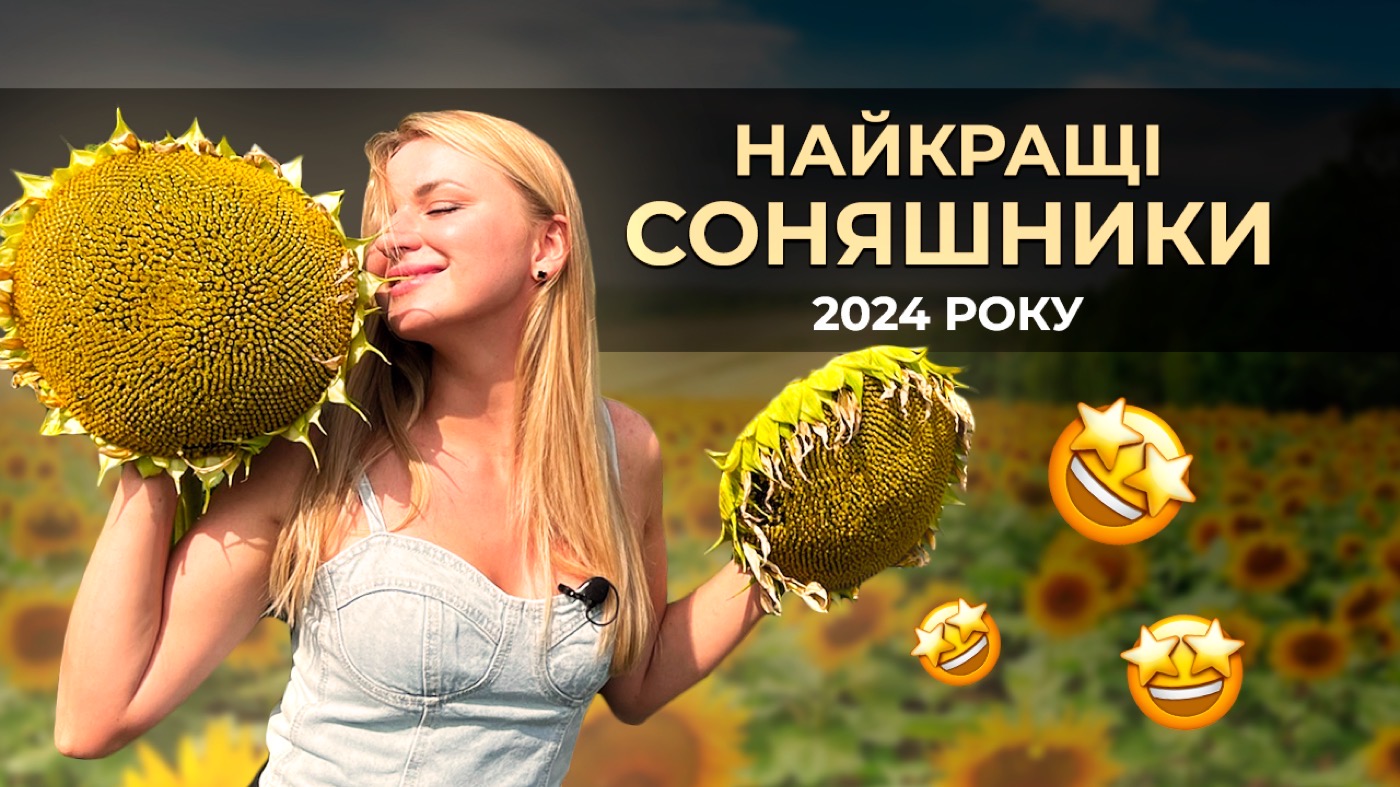 Найкращі соняшники 2024 року