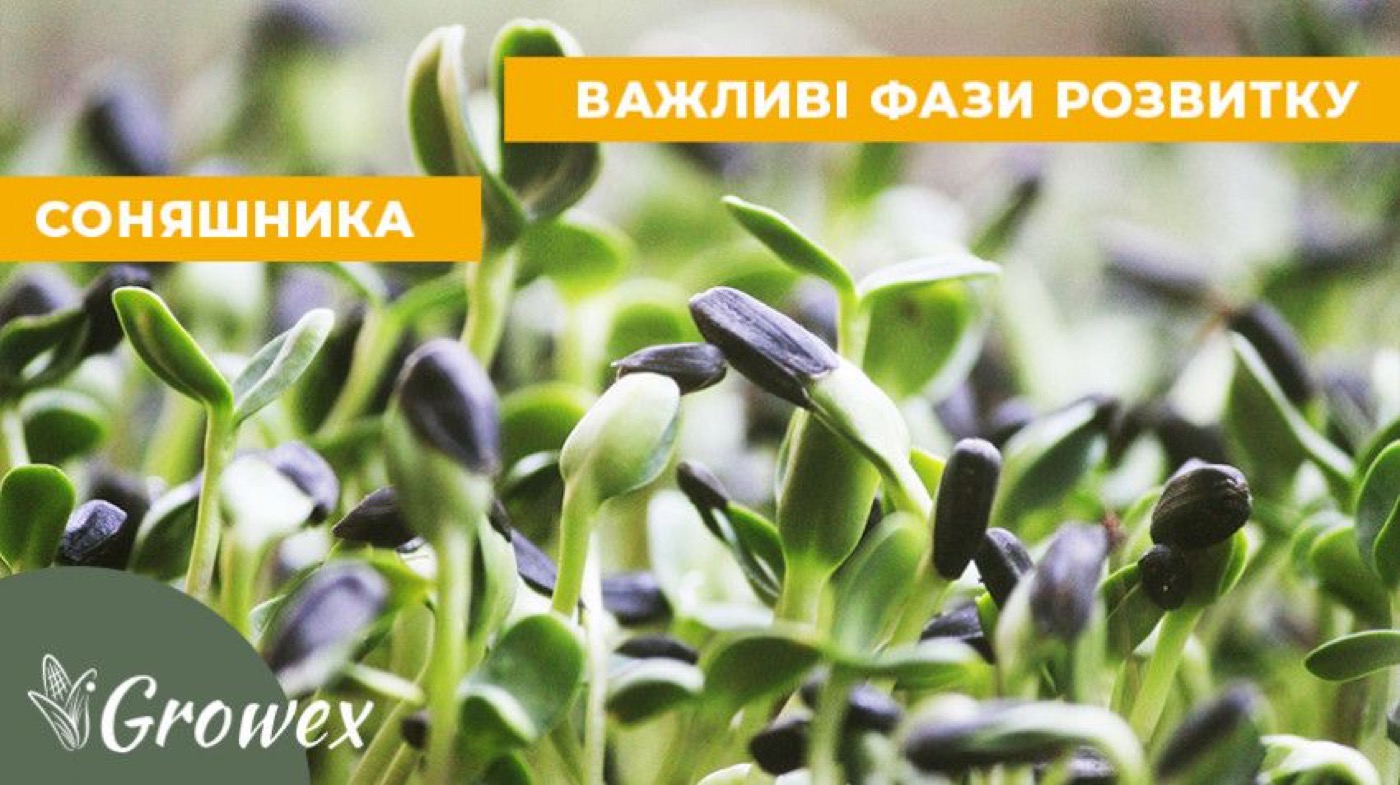 Основні фази BBCH соняшника