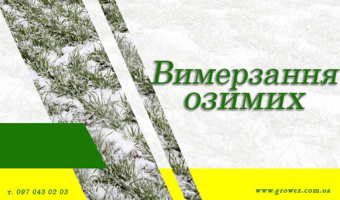 Чому вимерзають озимі?