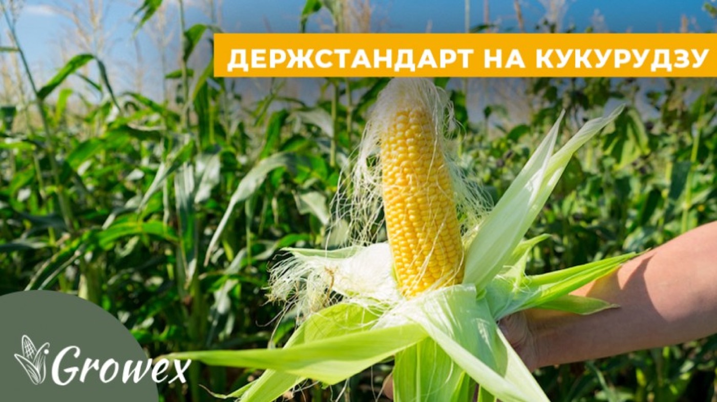Держстандарт на кукурудзу