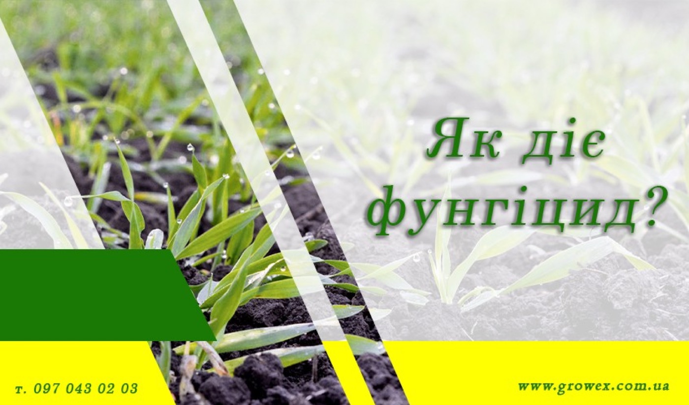 Як працюють фунгіциди?