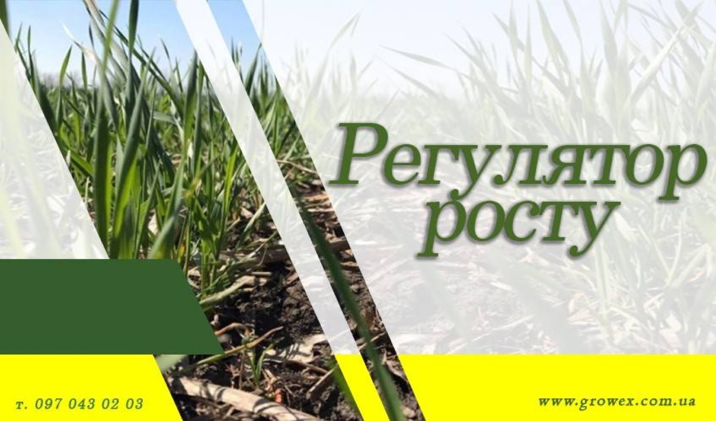 РЕГУЛЯТОР РОСТУ - коли і для чого вносити на пшеницю або ячмінь?