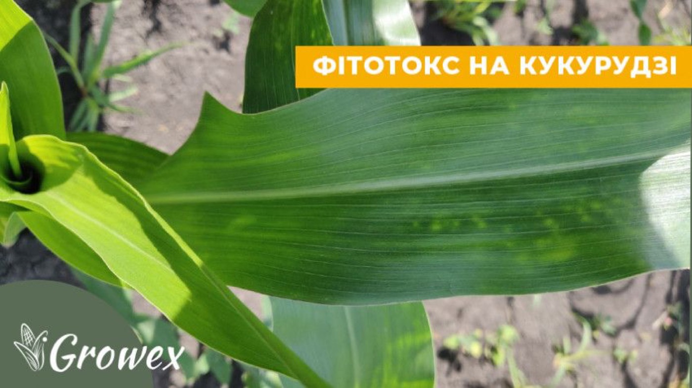 Ознаки фітотоксичності на кукурудзі
