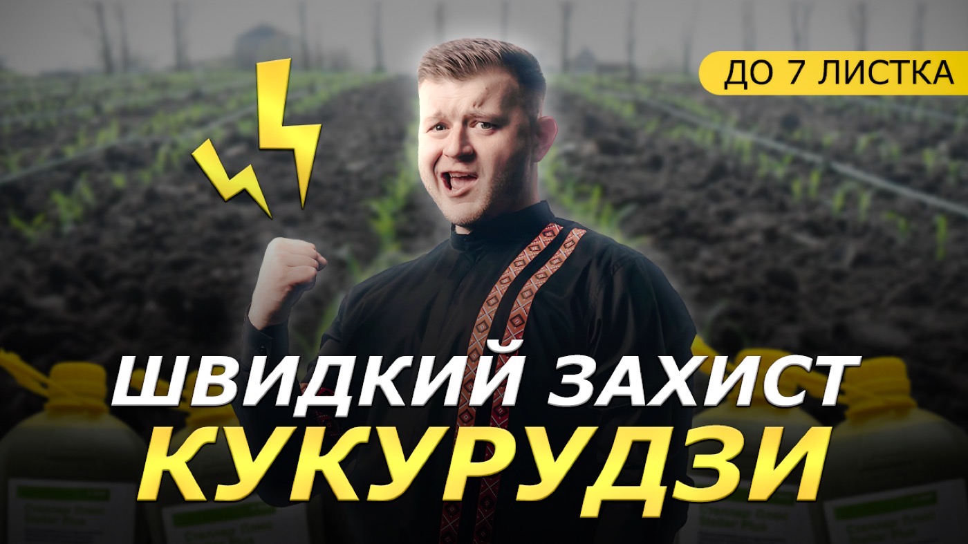 Стеллар Плюс: як зберегти кукурудзу чистою від бур’янів у сезоні-2025