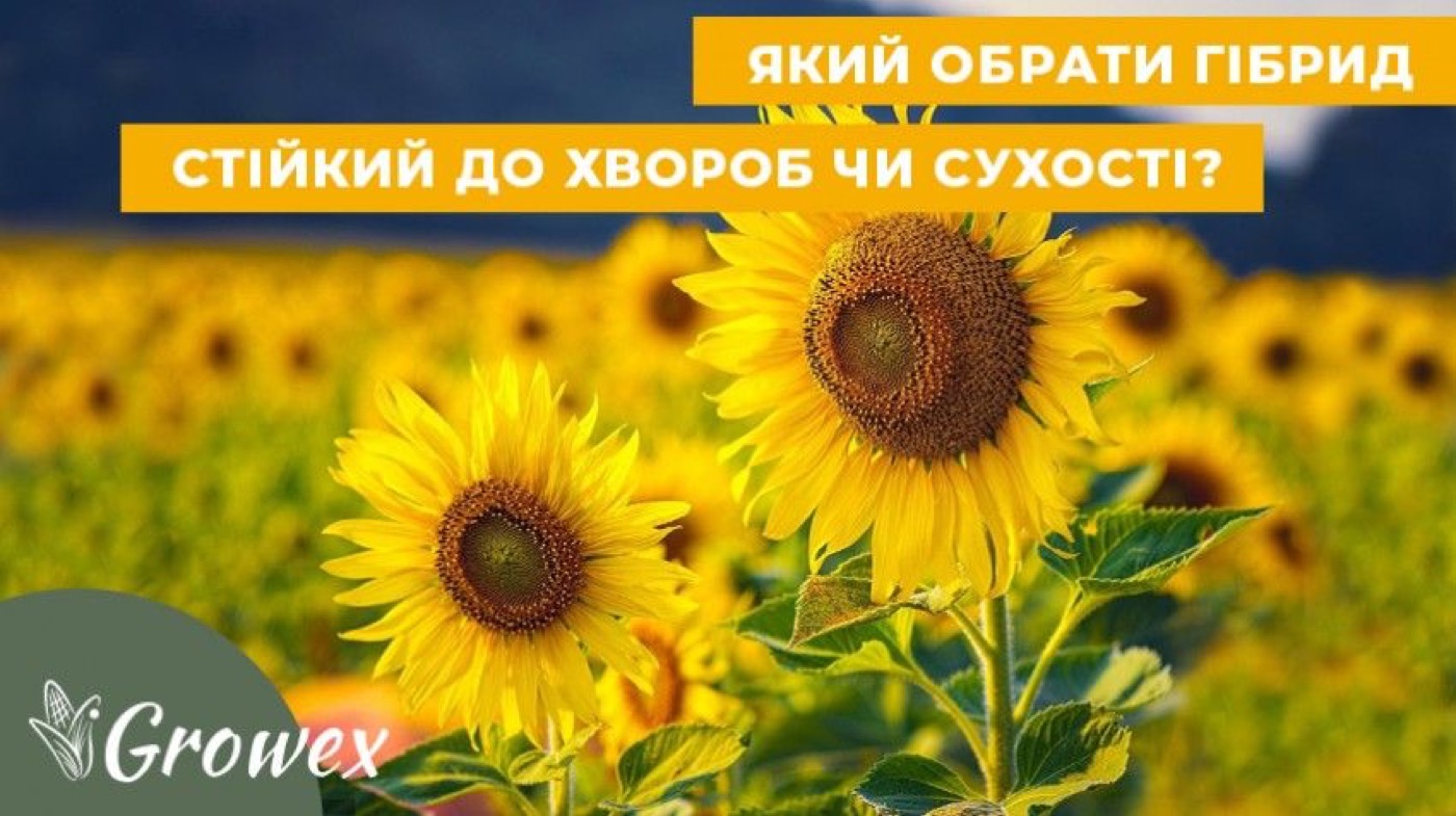 Посухостійкість чи стійкість соняшника до хвороб?