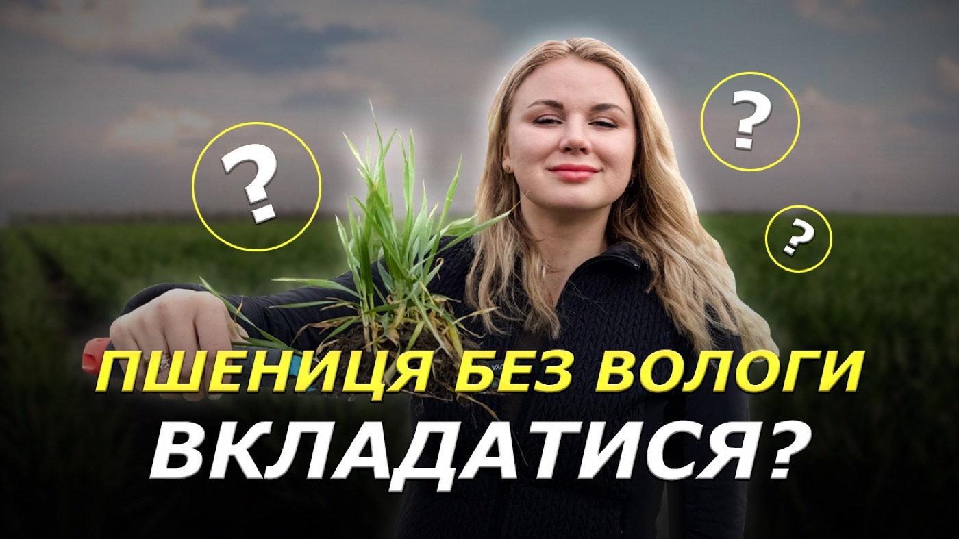 Виживе — не виживе: що чекає пшеницю у сезоні 2025?