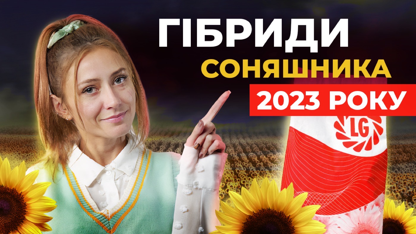Які гібриди соняшника обрати, щоб не довелось пересівати?🌻