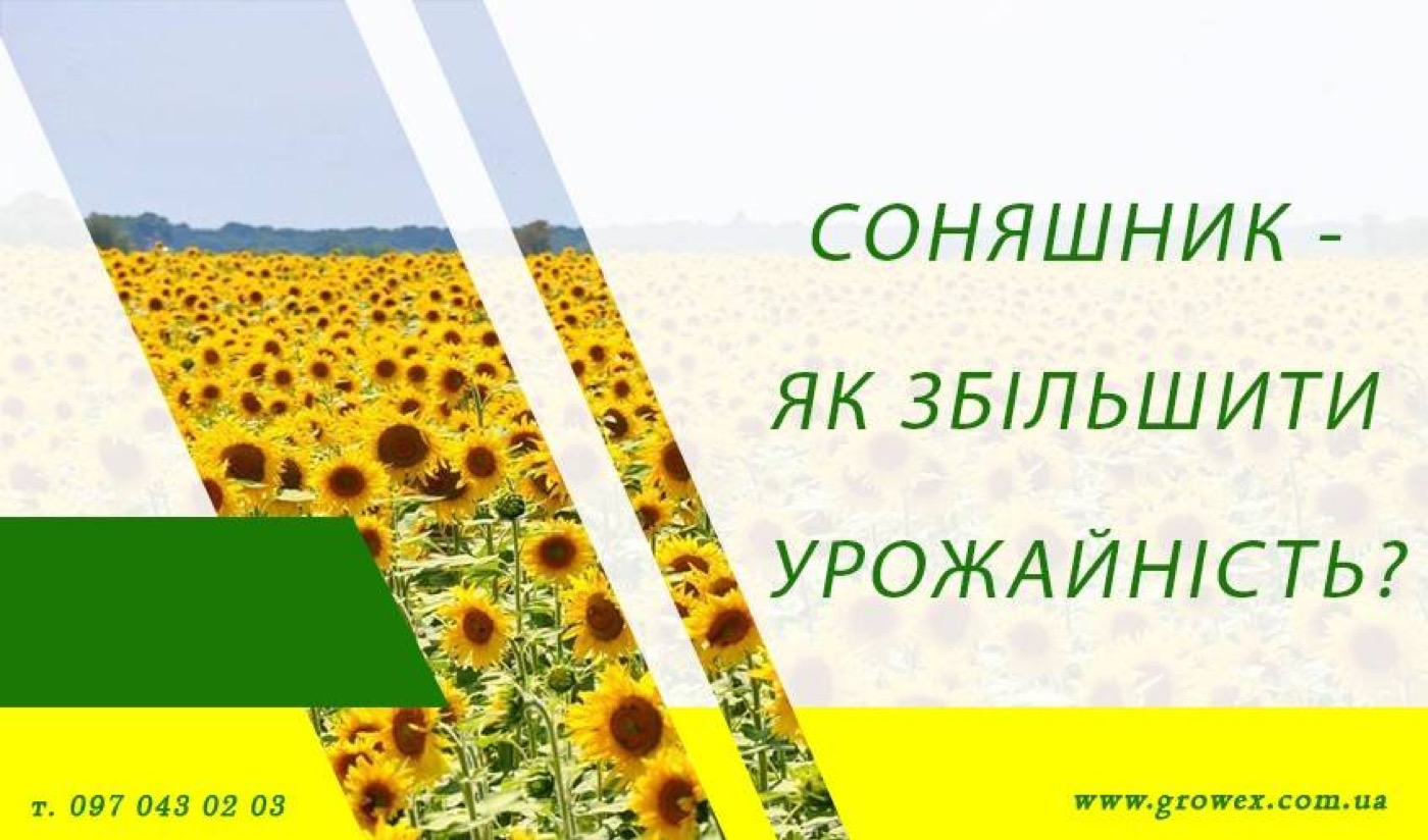 Соняшник - як збільшити урожайність?