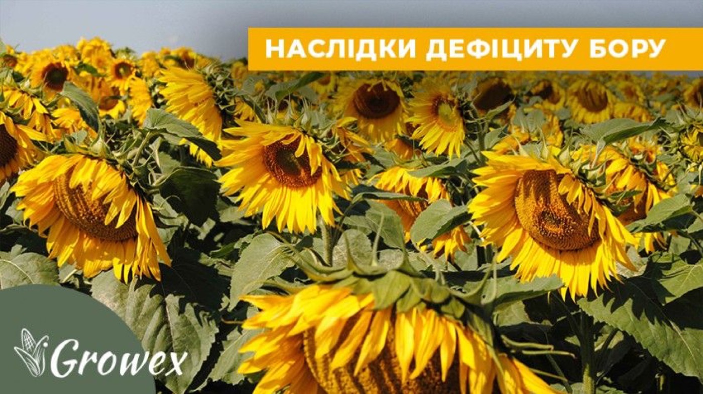 Дефіцит бору