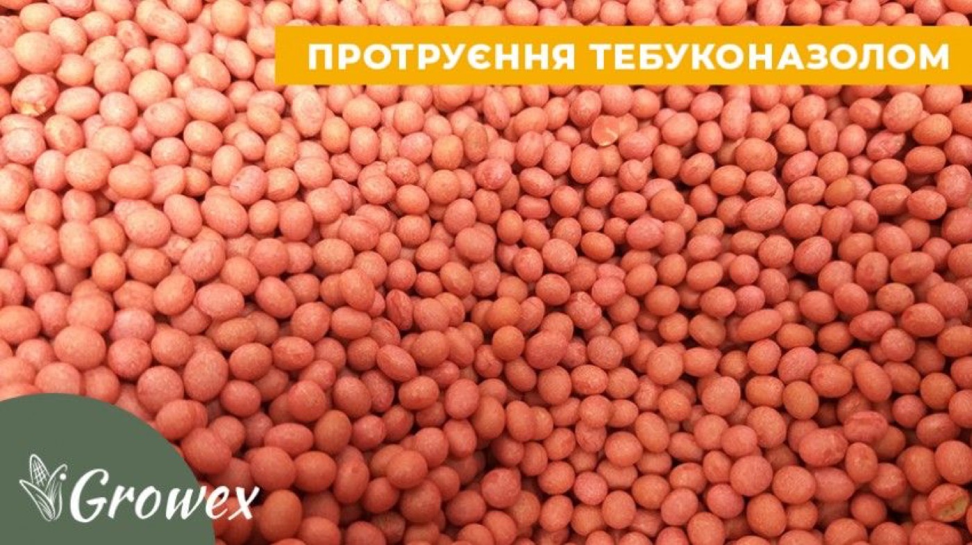 Протруєння насіння тебуконазолом
