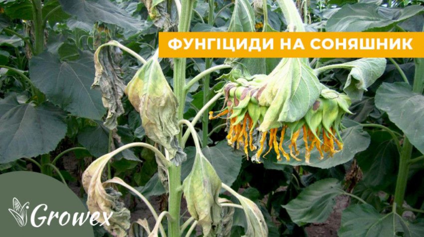 Захист соняшника від хвороб