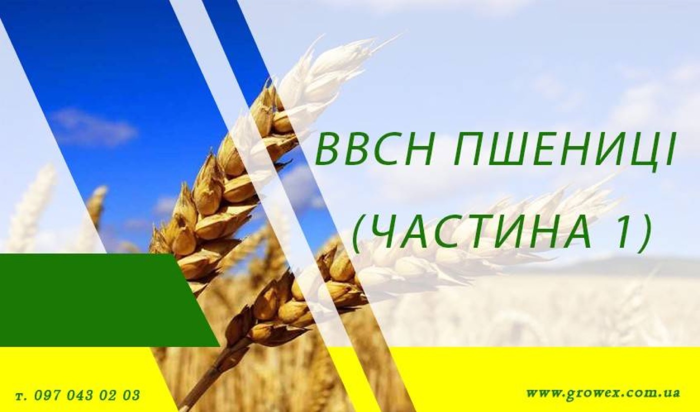 ВВСН пшениці (Частина 1)