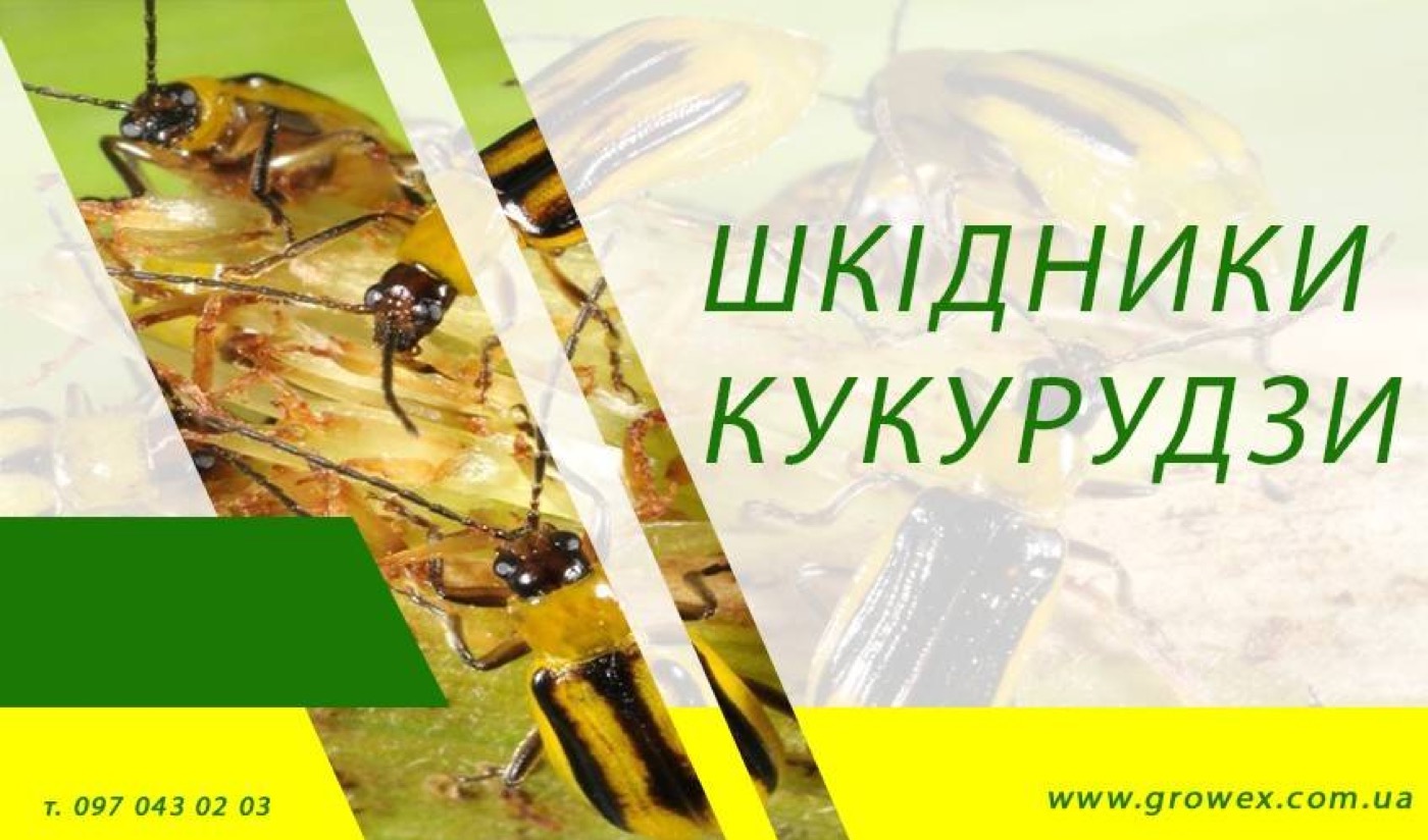 Шкідники кукурудзи