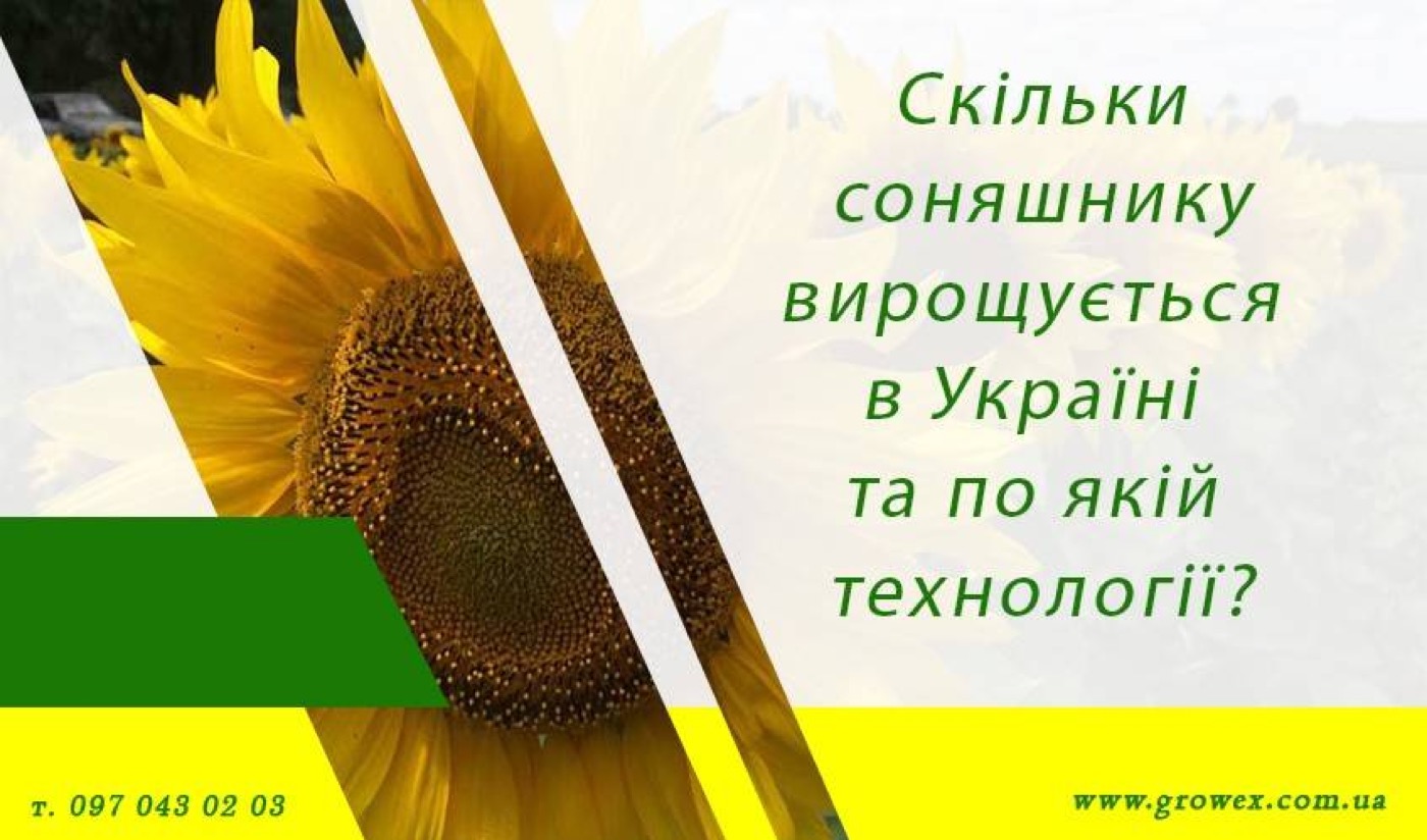 Скільки соняшнику вирощується в Україні та по якій технології?