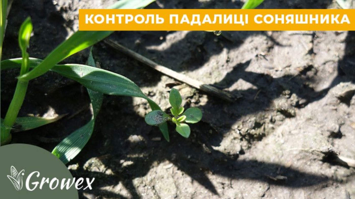 Контроль падалиці соняшника в зернових