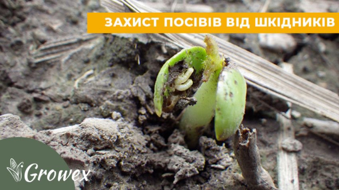 Надійний захист озимих зернових. Командор Екстра