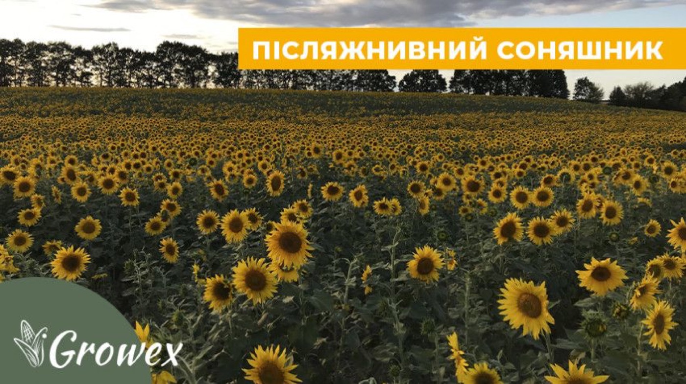 Вирощування післяжнивного соняшника