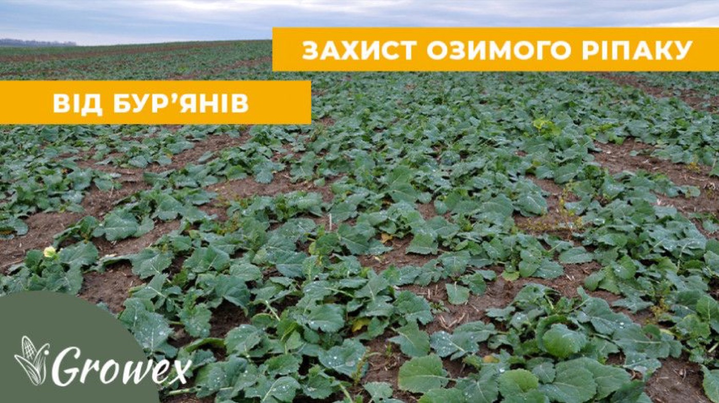 Грамініциди на озимий ріпак