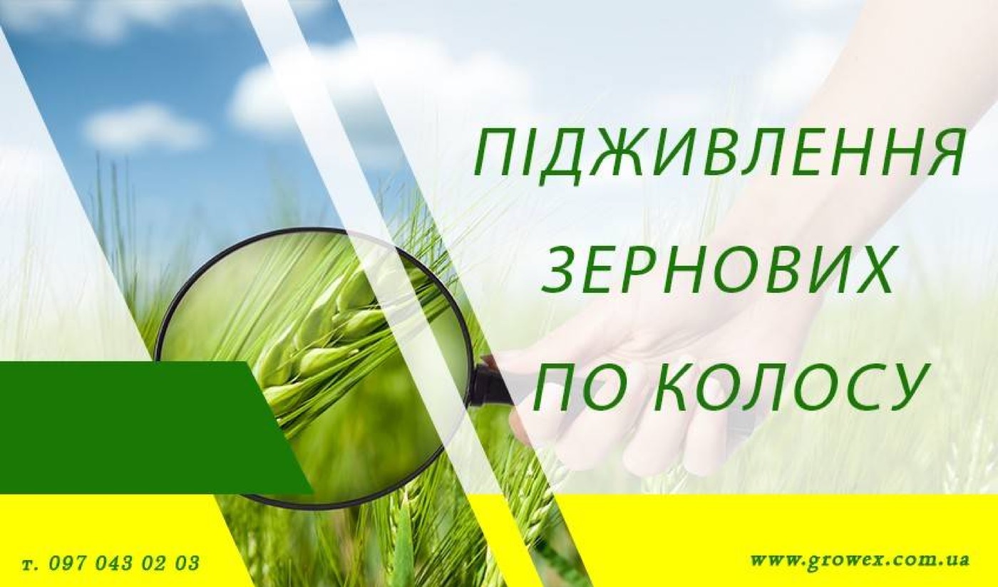 Підживлення зернових по колосу