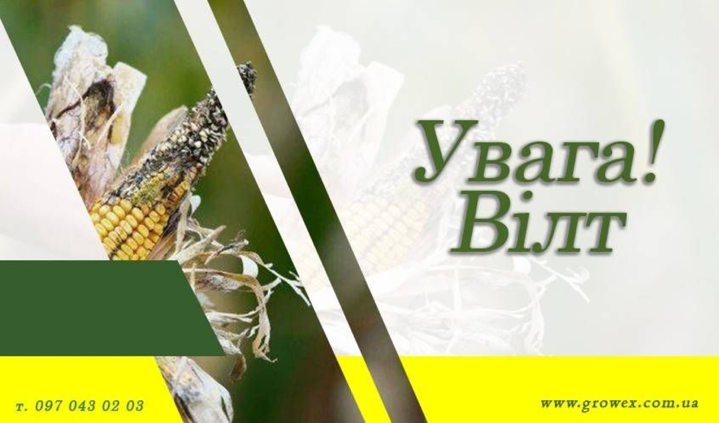 Увага! ВІЛТ на кукурудзі