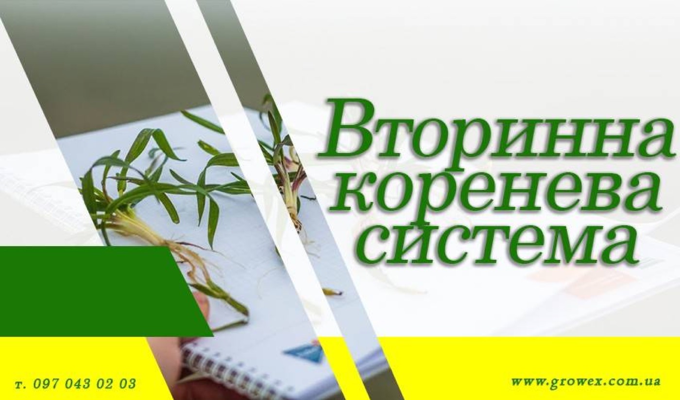 Вторинна коренева система озимих зернових