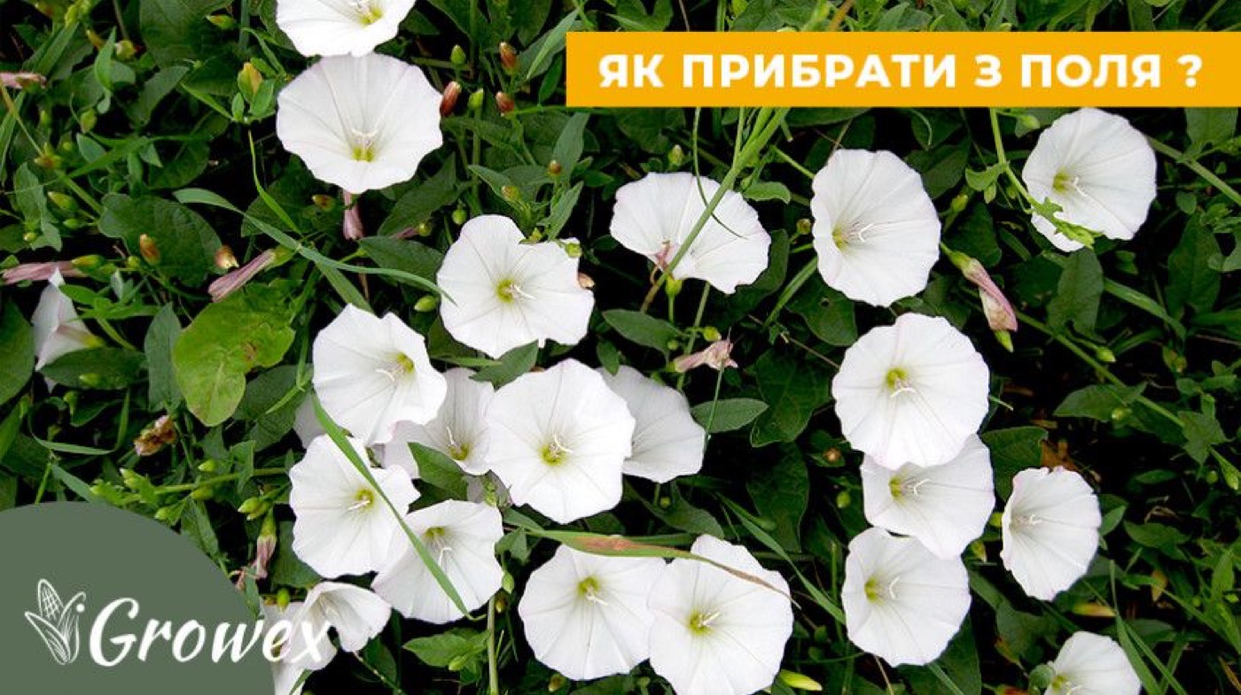 Як прибрати берізку польову?