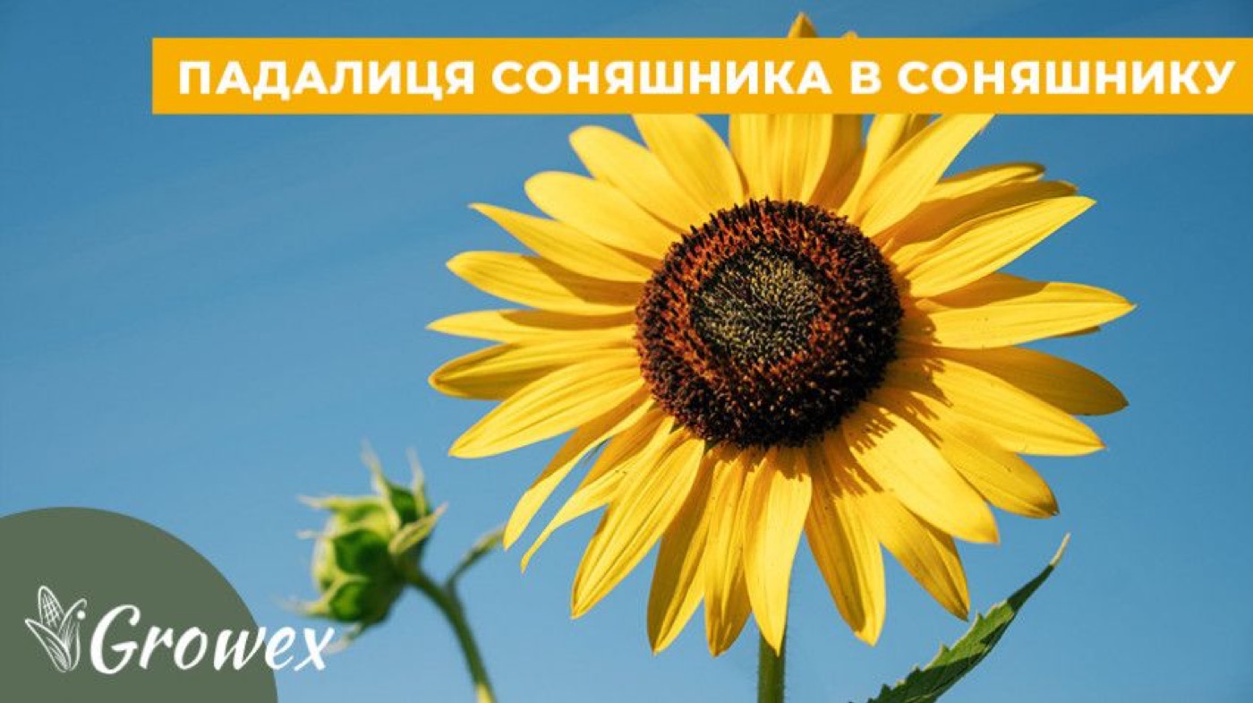 Як прибрати падалицю стійкого соняшника в соняшнику?