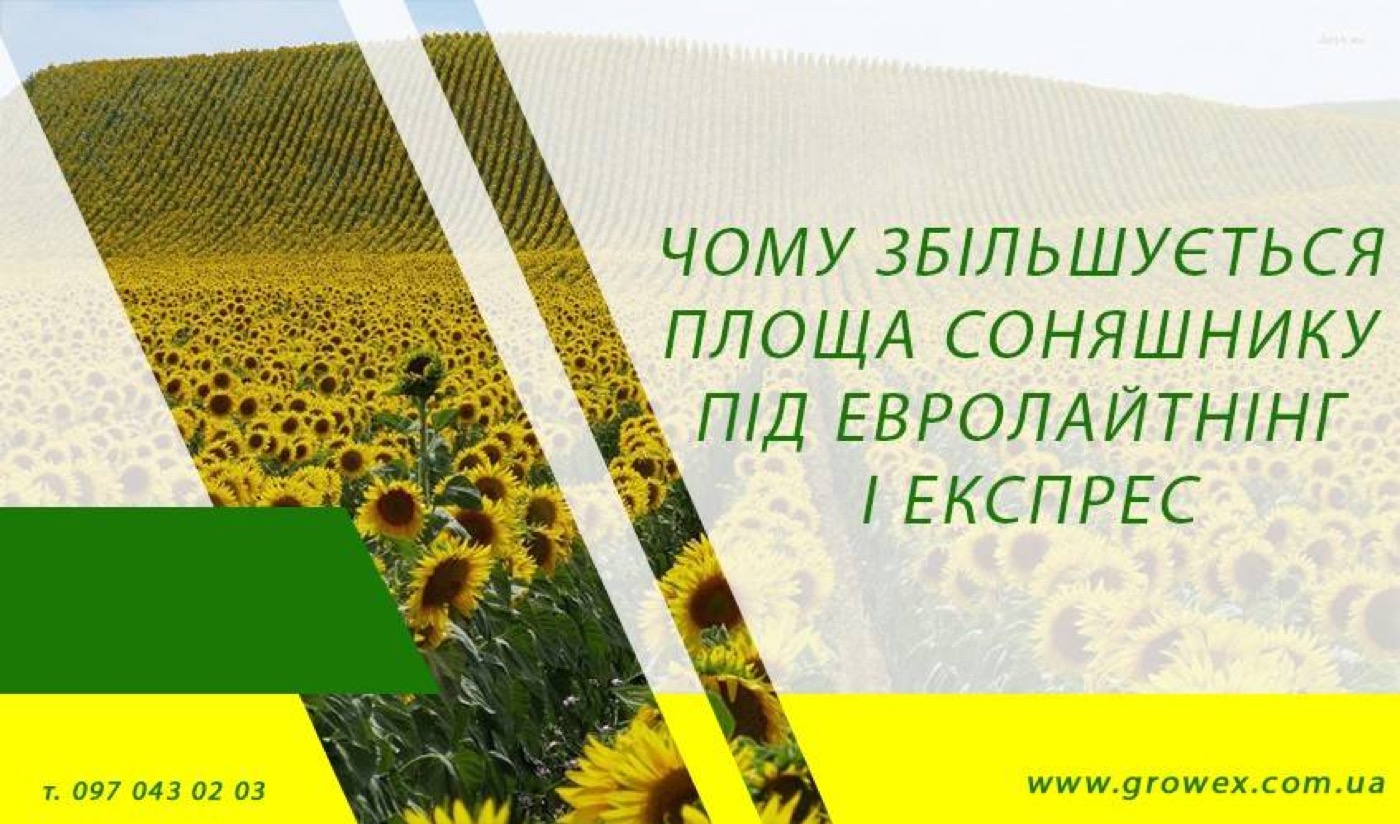 Чому збільшується площа соняшнику під Евролайтнінг і Експрес?