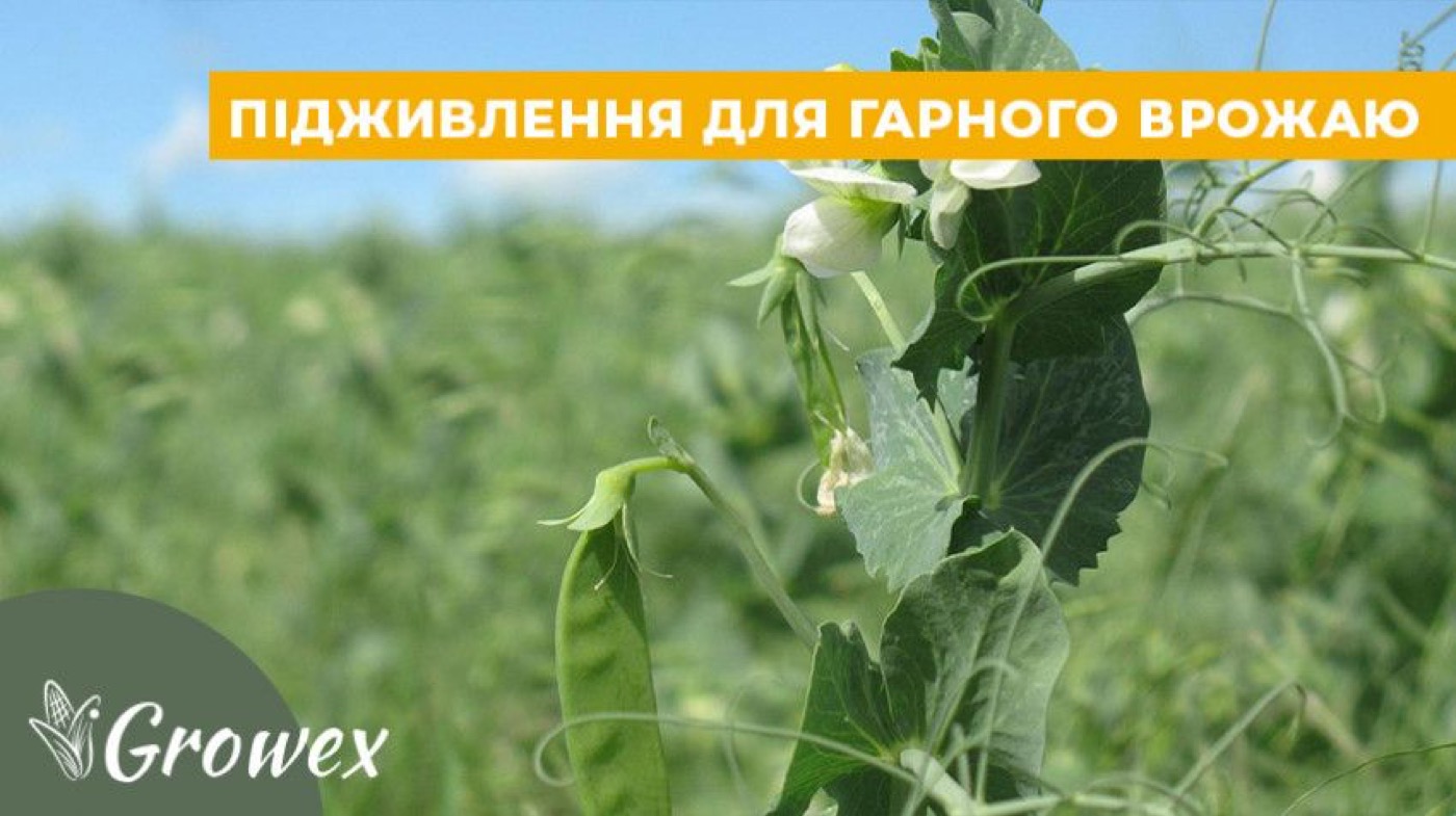 Особливості весняного живлення гороху
